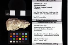 Foto (Objket + Etiketten) von Bullariscus patruliusi (Robins et al., 2013) 